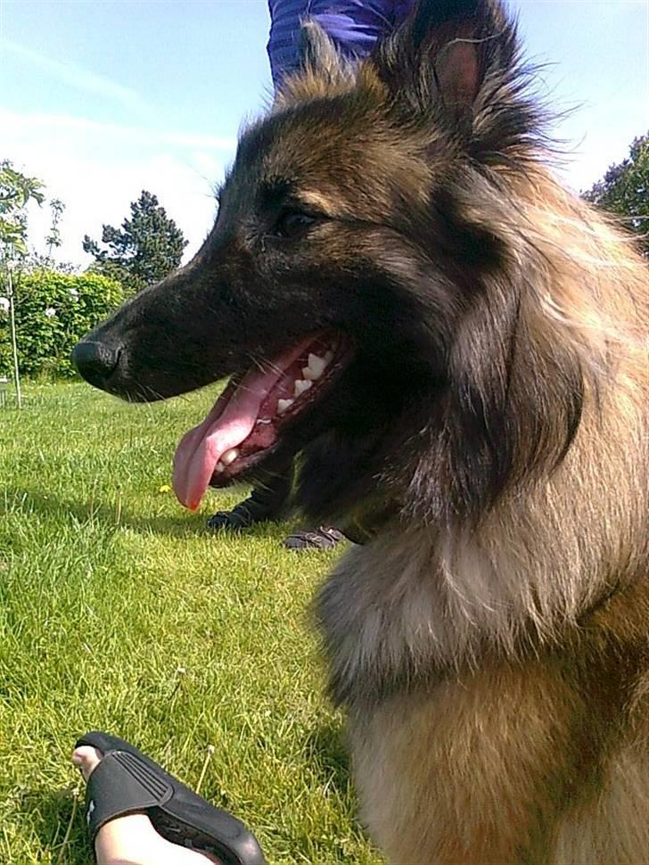 Blanding af racer Laika - Laika nu 1 år gammel, ude i det gode sommervejr! billede 18