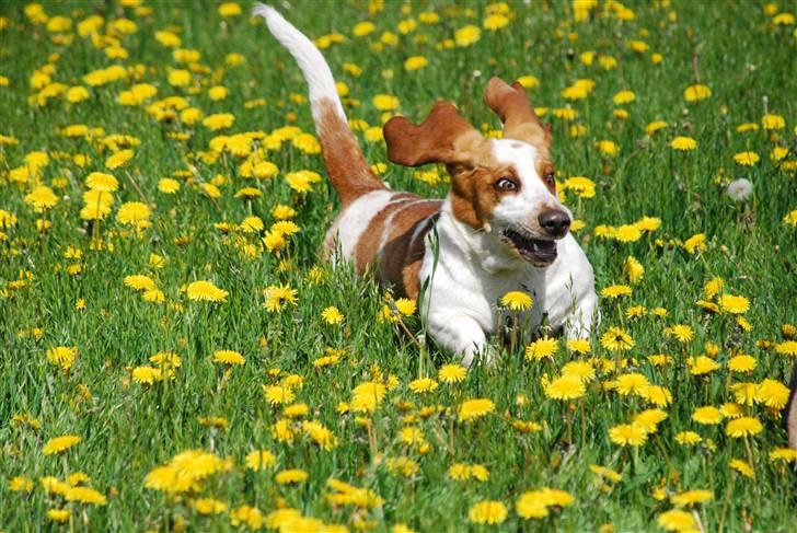 Basset hound Bobass Nuka - Fedt med alle de mælkebøtter billede 14