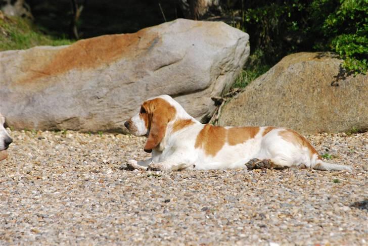Basset hound Bobass Nuka - 1 år og stadig smuk billede 15