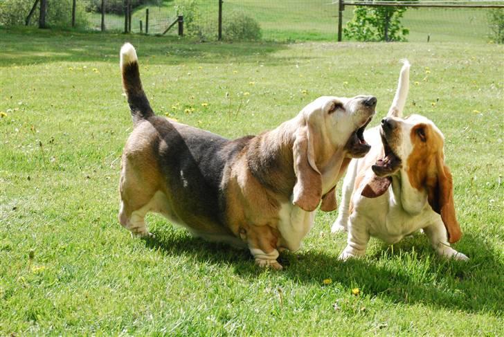 Basset hound Bobass Nuka - Hvem kan råbe højest billede 17