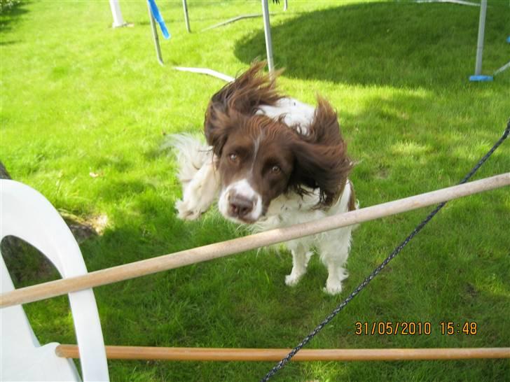Engelsk springer spaniel Nuser - årh du kan springe højt  (tror det er 75 cm) billede 5