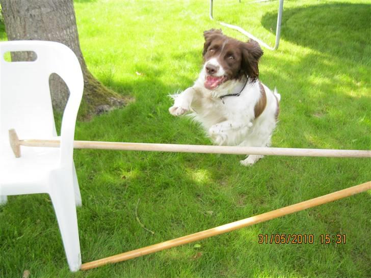 Engelsk springer spaniel Nuser - jeg elsker at springe (; billede 10