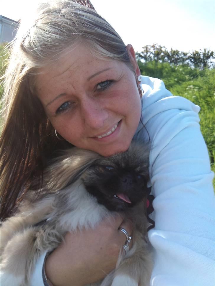 Pekingeser Luna billede 17