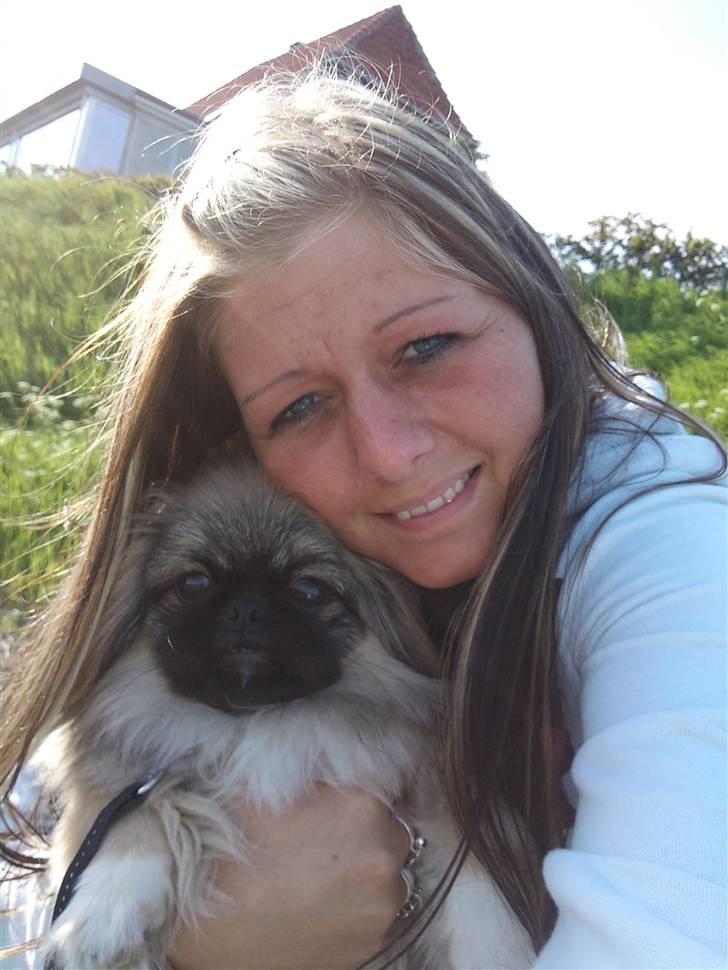 Pekingeser Luna billede 18