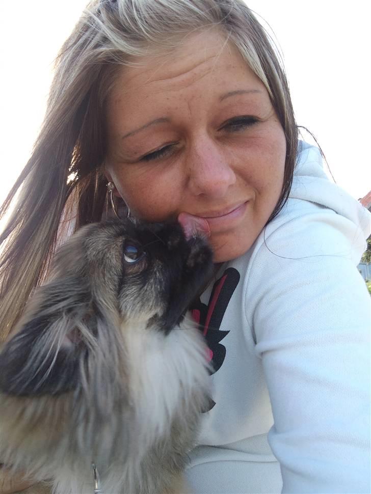 Pekingeser Luna billede 19