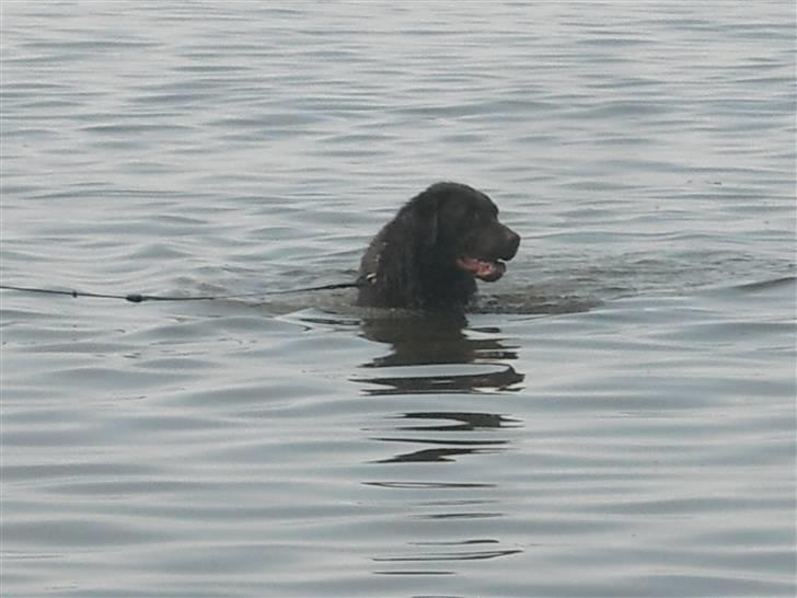 Labrador retriever Sille R.I.P billede 3