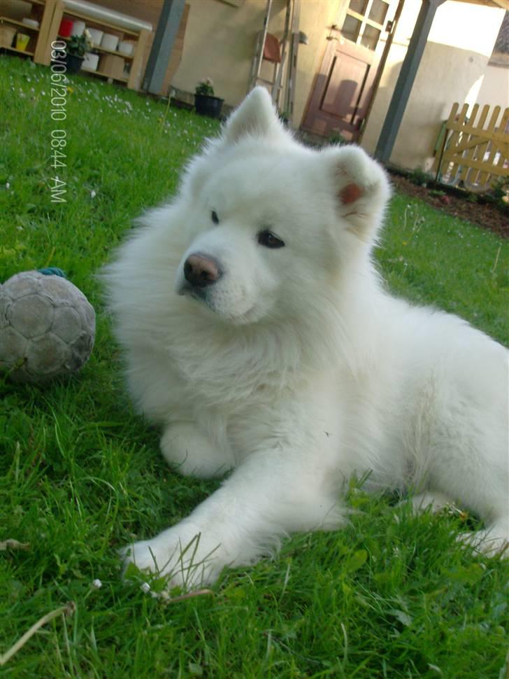 Blanding af racer Tyson - Fine lille Tyson (: billede 6