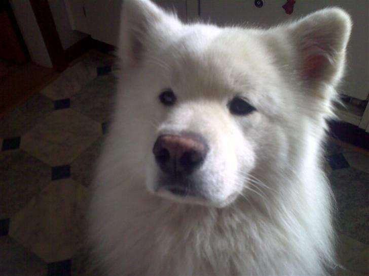 Blanding af racer Tyson - Tyson<3 billede 7