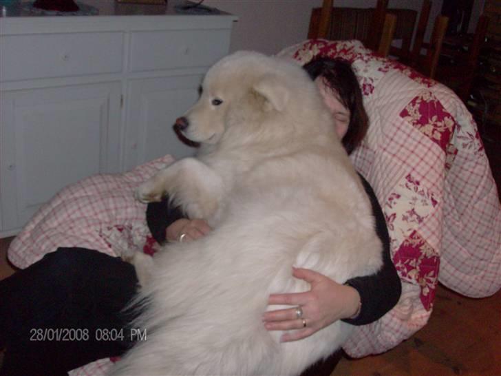 Blanding af racer Tyson - Tyson syntes altså ikke at han er for stor til at være skødehund :b her er det min mor han ligger på ^^, billede 8