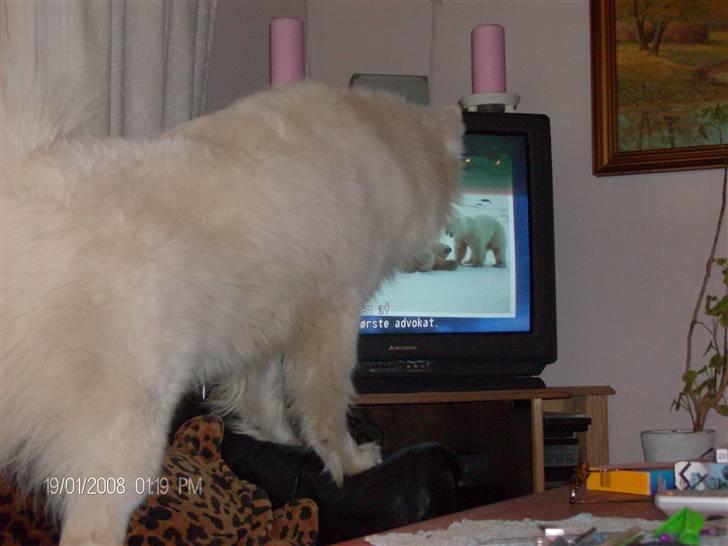 Blanding af racer Tyson - Tyson ser tv :b billede 9