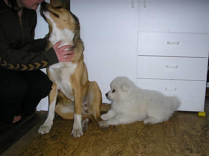 Blanding af racer Tyson - En lille Tyson og min søsters hund Julle ^^, billede 10