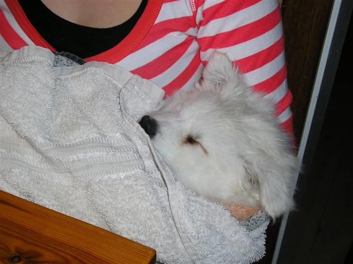 Blanding af racer Tyson - Tyson faldt i søvn efter han havde fået sit første bad :3 billede 11