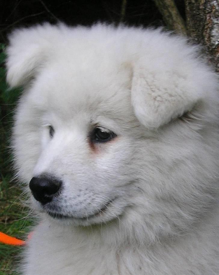 Blanding af racer Tyson - Tyson, kun et par måneder gammel (: billede 12