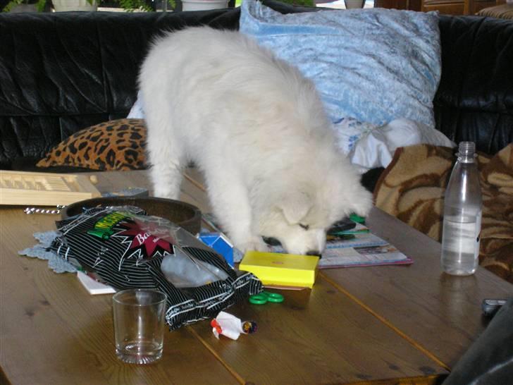 Blanding af racer Tyson - Hvaaa Tyson hvad laver du oppe på bordet? Man går lige på wc i 2 sek og når man kommer tilbage står hunden på bordet xD billede 13