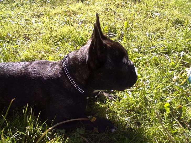 Fransk bulldog trille billede 1