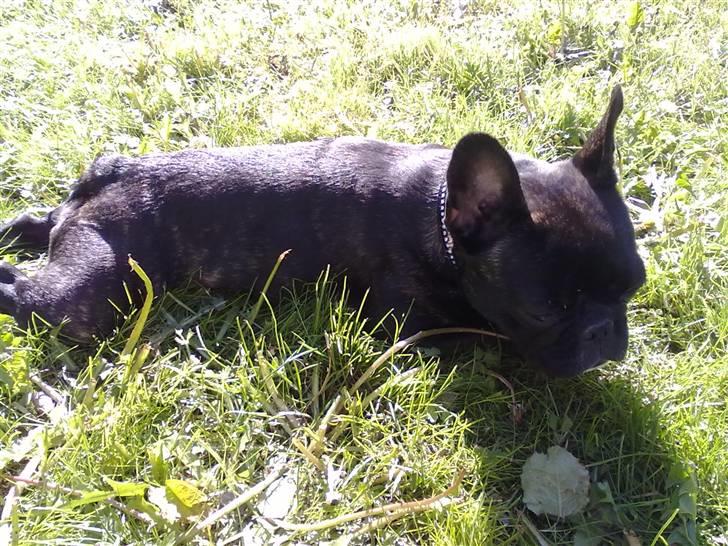 Fransk bulldog trille billede 2