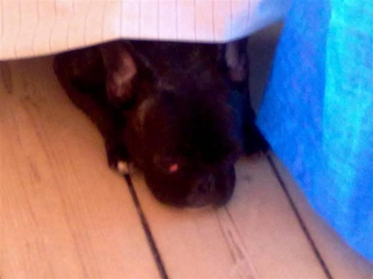 Fransk bulldog trille billede 3