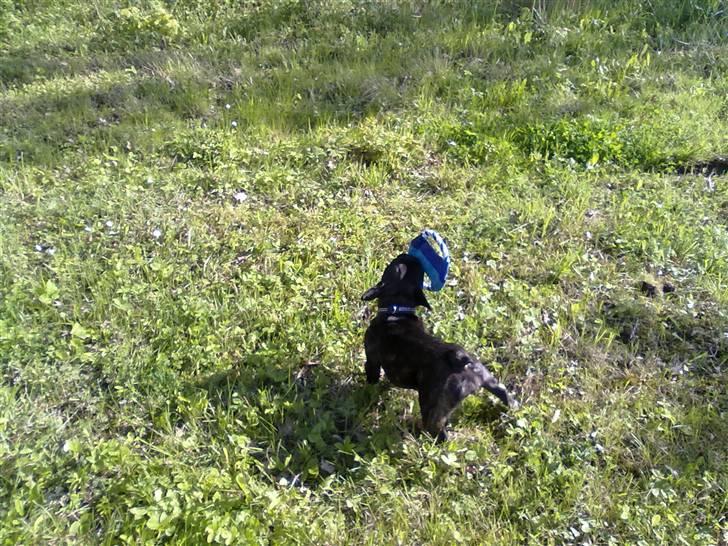 Fransk bulldog trille billede 4