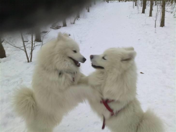 Blanding af racer Tyson - Tyson (til højre) og hans ven Humle (til venstre) billede 14