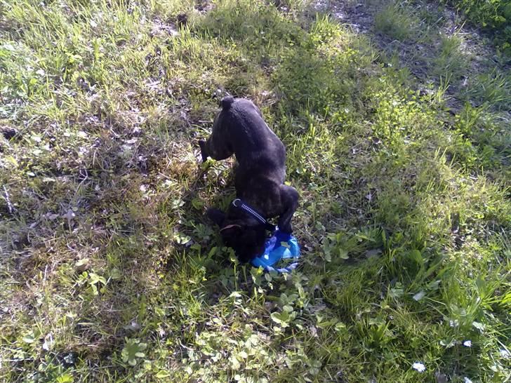 Fransk bulldog trille billede 5