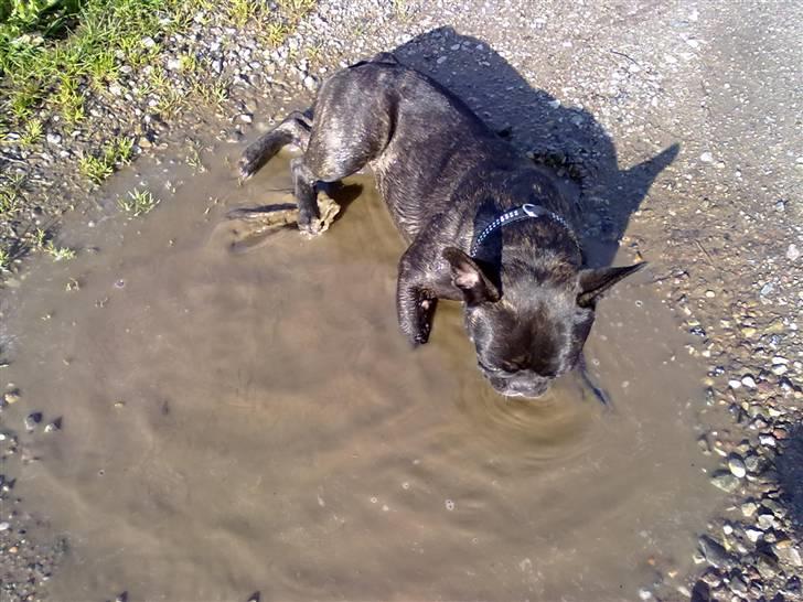 Fransk bulldog trille billede 6