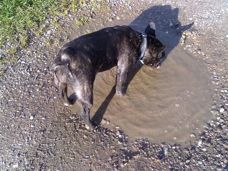 Fransk bulldog trille billede 7