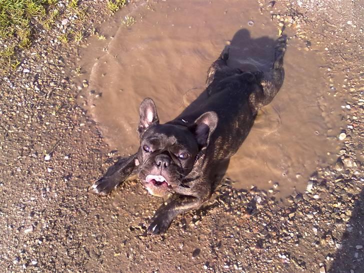 Fransk bulldog trille billede 8