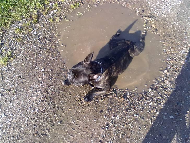 Fransk bulldog trille billede 9