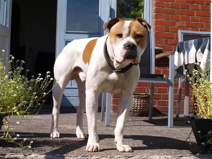 Amerikansk bulldog Fighter  - Maj 2010. billede 2