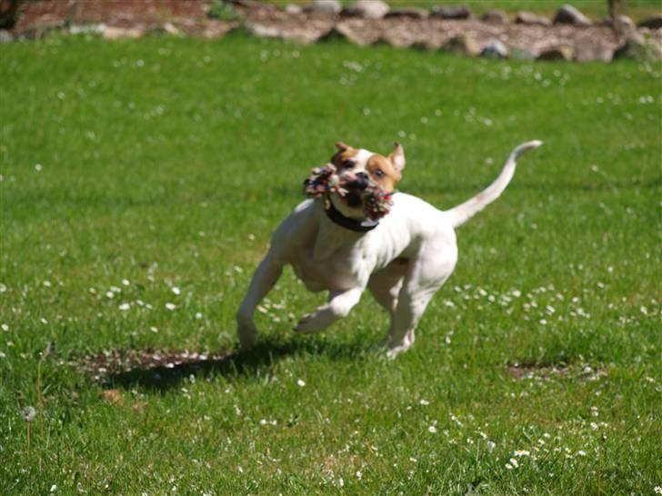 Amerikansk bulldog Fighter  - Hans elskede legetøj.. Maj 2010. billede 4