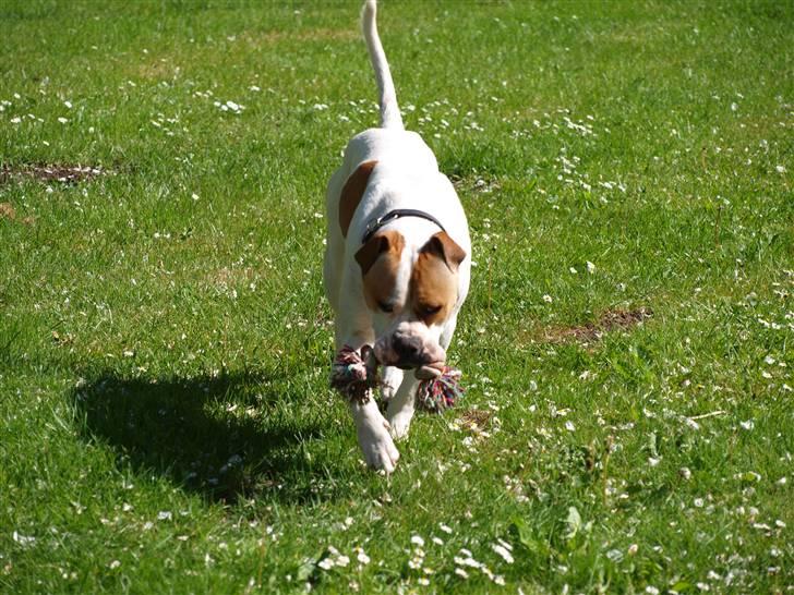 Amerikansk bulldog Fighter  - Lille legebarn.. Maj 2010. billede 5