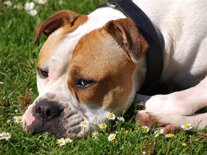 Amerikansk bulldog Fighter  - Søde Fighter.. Maj 2010. billede 10