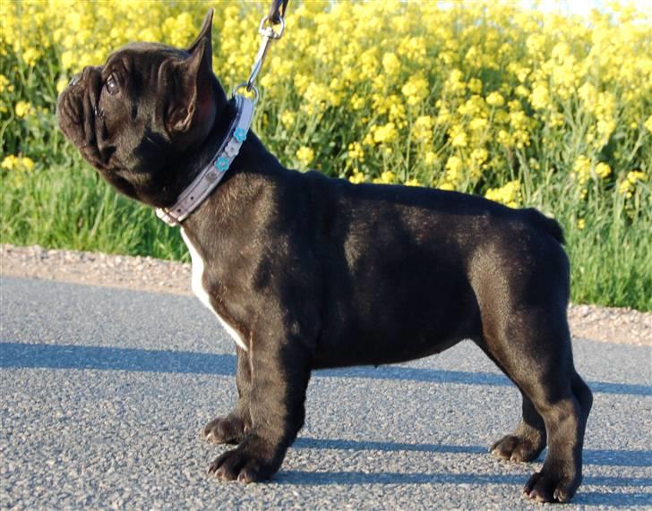 Fransk bulldog Rehab's Gyrinthe - 31. maj 2010 billede 3