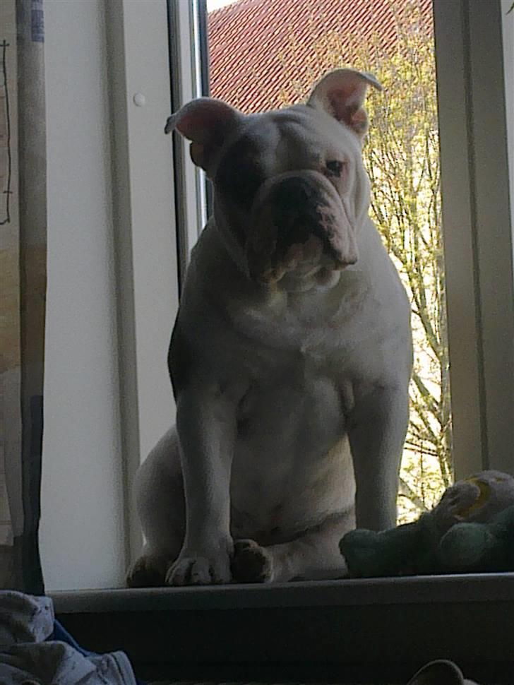 Engelsk bulldog Homer billede 7