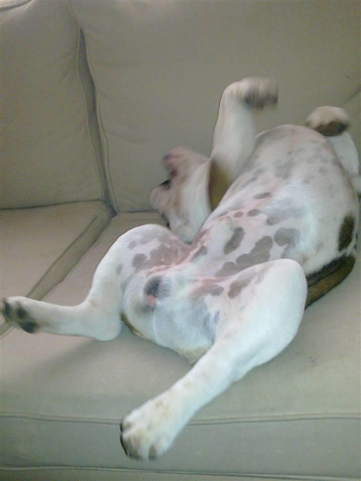 Engelsk bulldog Homer billede 8