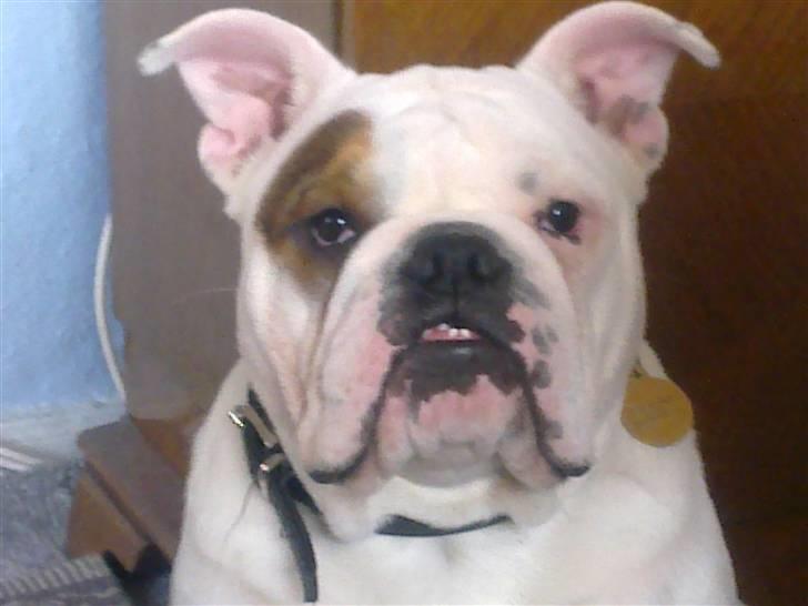 Engelsk bulldog Homer billede 9