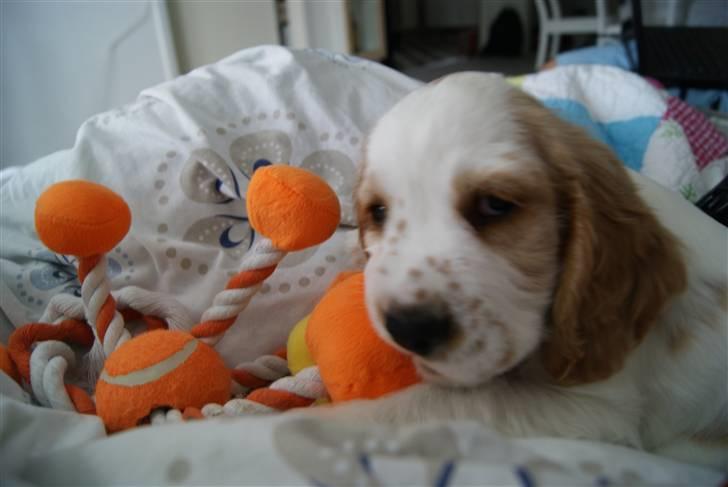 Blanding af racer Holger - Holger 8 uger billede 1