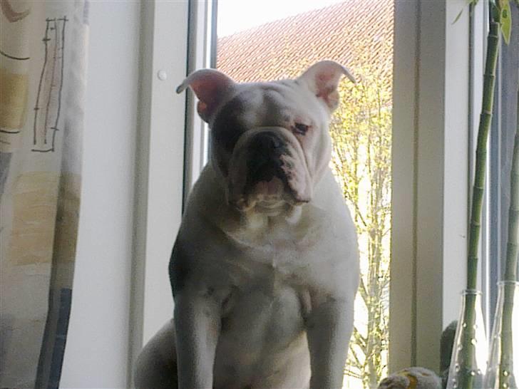 Engelsk bulldog Homer billede 10