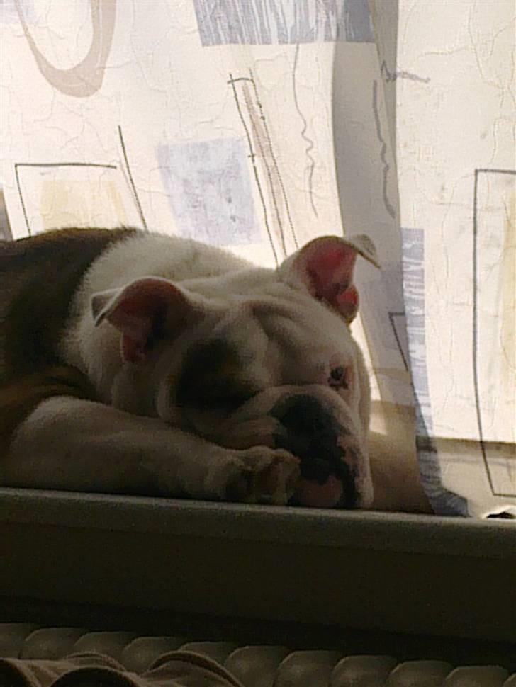 Engelsk bulldog Homer billede 11