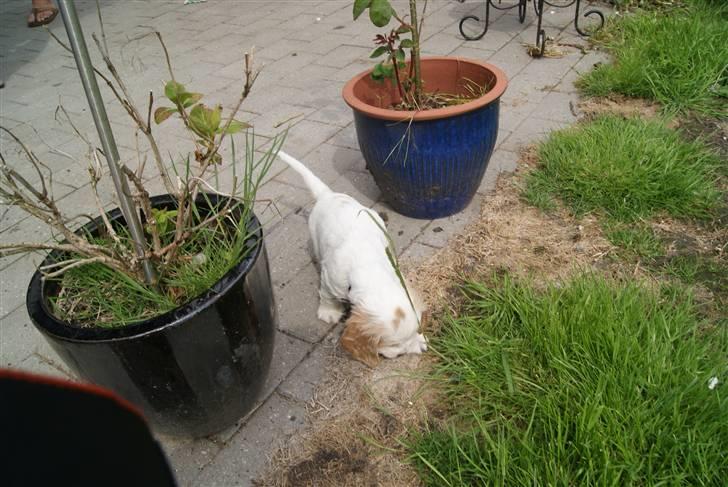 Blanding af racer Holger - Holger 6 uger på opdagelse billede 2