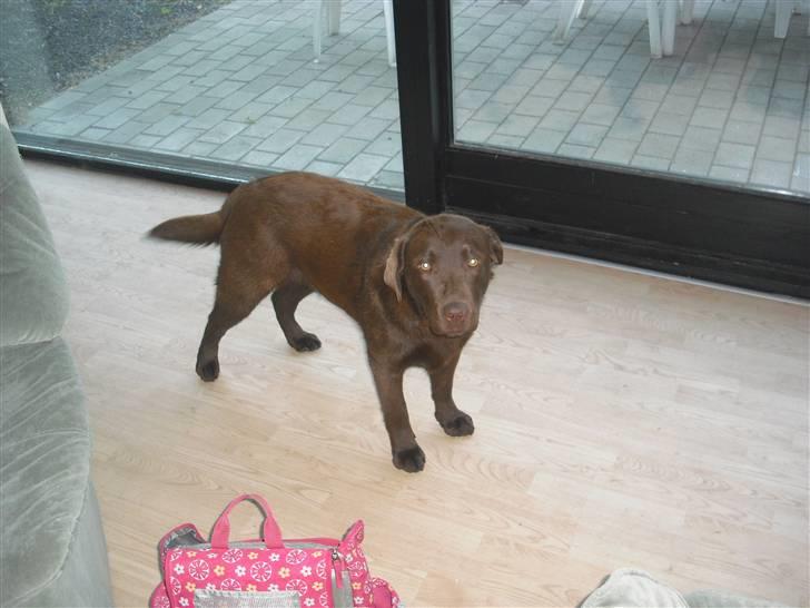 Labrador retriever Sille R.I.P billede 6