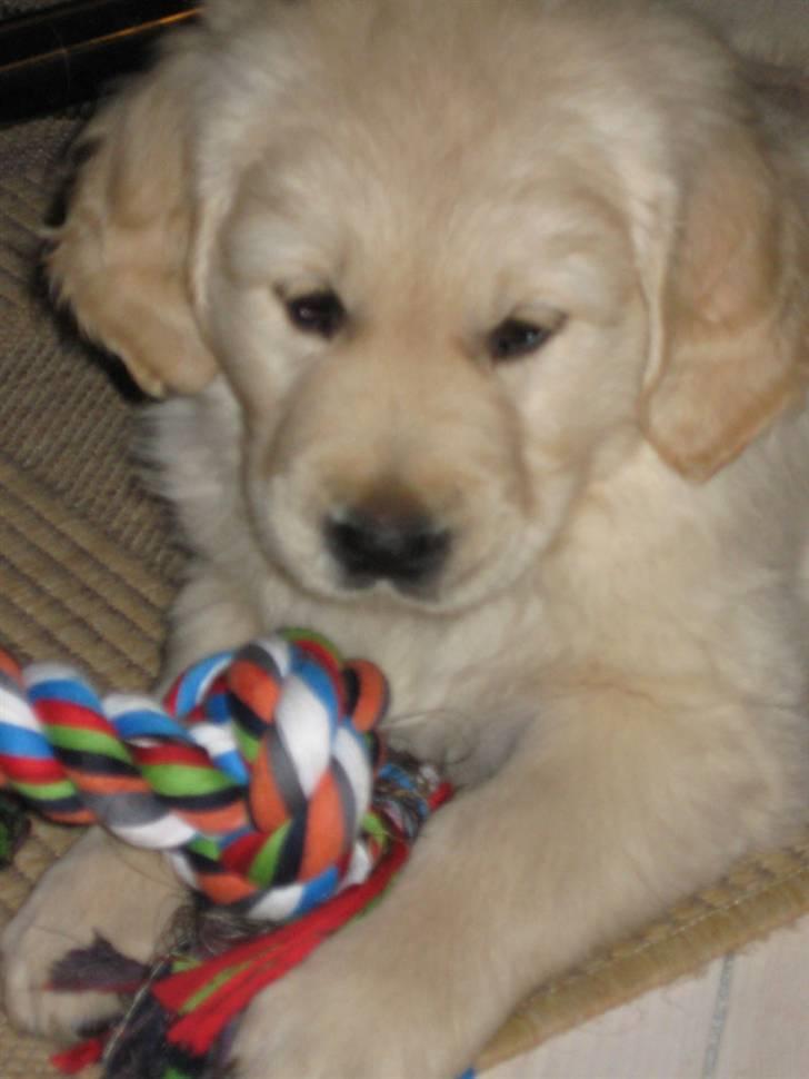 Golden retriever Oskar billede 1