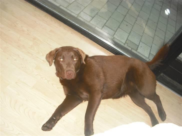 Labrador retriever Sille R.I.P billede 7