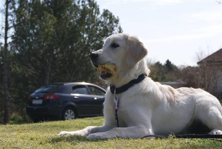 Golden retriever Malou billede 1