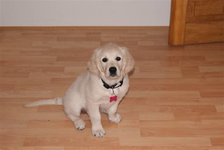 Golden retriever Malou billede 2