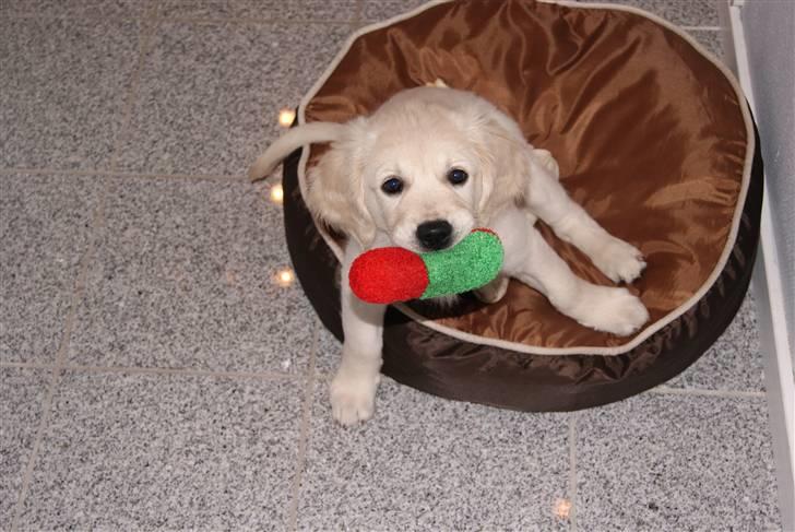 Golden retriever Malou billede 3