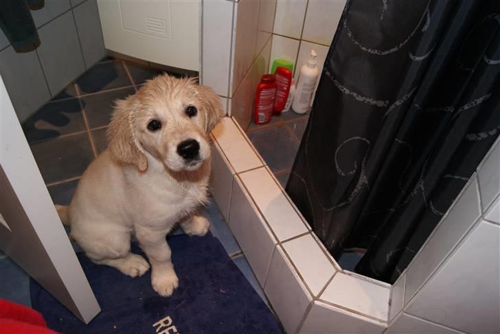 Golden retriever Malou billede 4