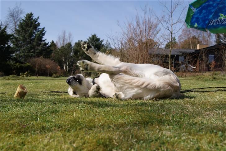Golden retriever Malou billede 6
