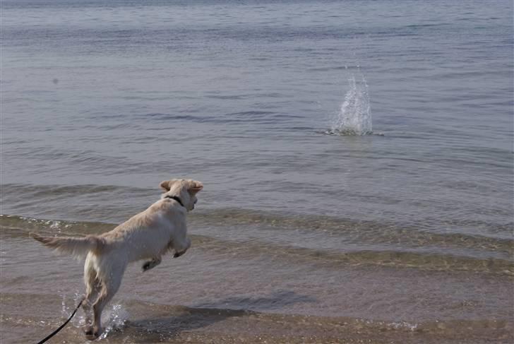 Golden retriever Malou billede 7