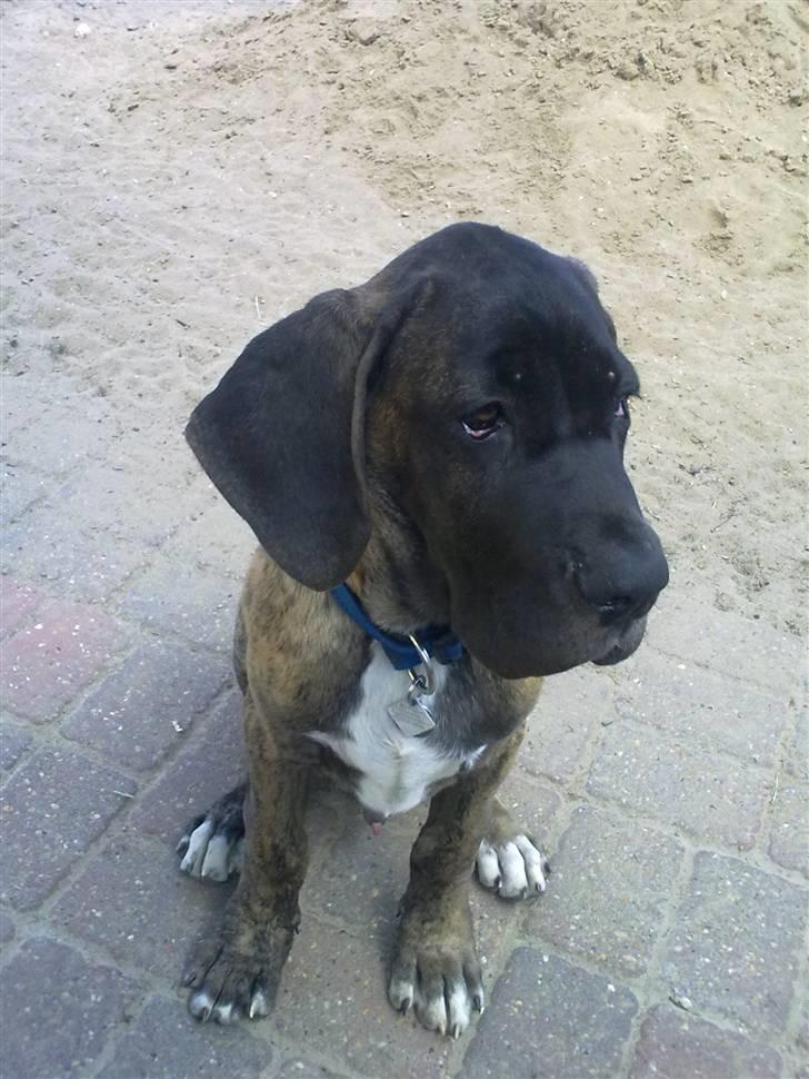 Blanding af racer Samson RIP 07.09.2010 billede 6